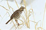 Song Sparrow